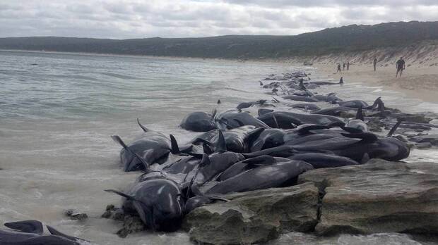 Ballenas muertas extinción masiva