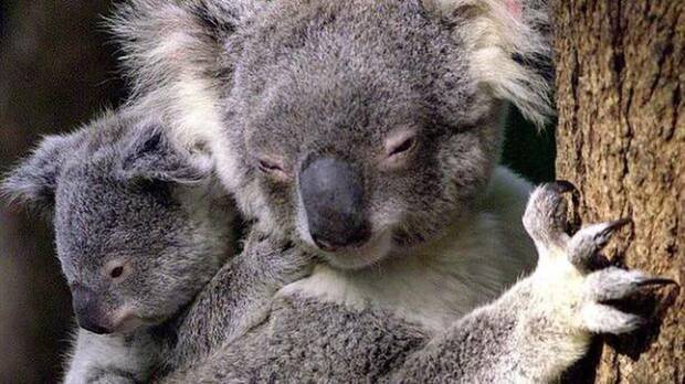 Koalas en Australia