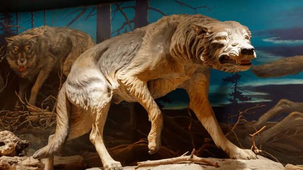 Lobo extinto Pleistoceno