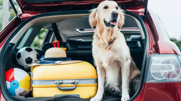 Viajar con mascotas en la UE