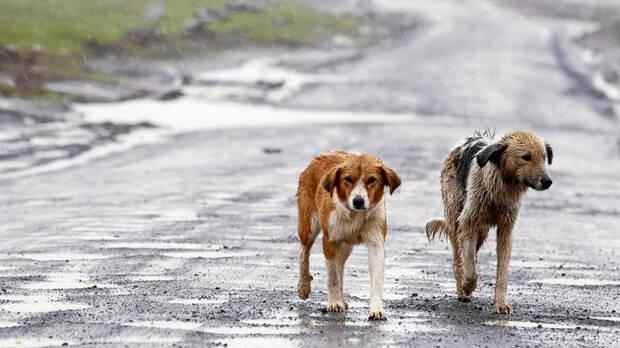 Abandono perros