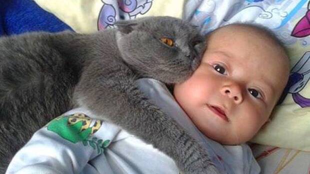 Gato y beb�