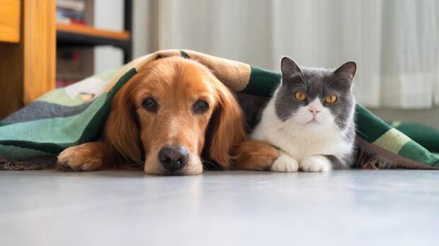 Perro y gatos