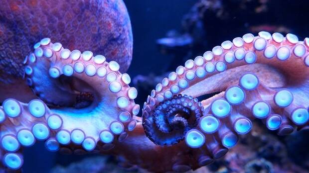 Pulpo