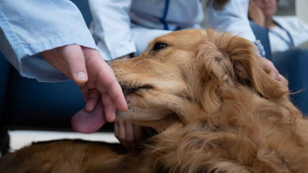 Perros y salud mental