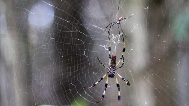 Tela de araña