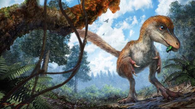 Raptor plumas