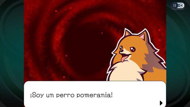 Missile, nuestro perro pomerania favorito.