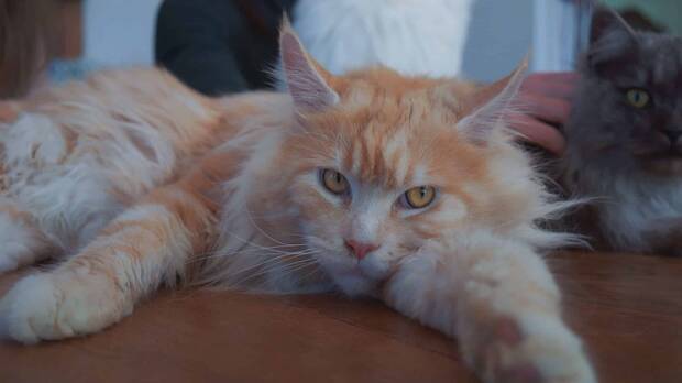 Mejores razas de gato: Maine Coon