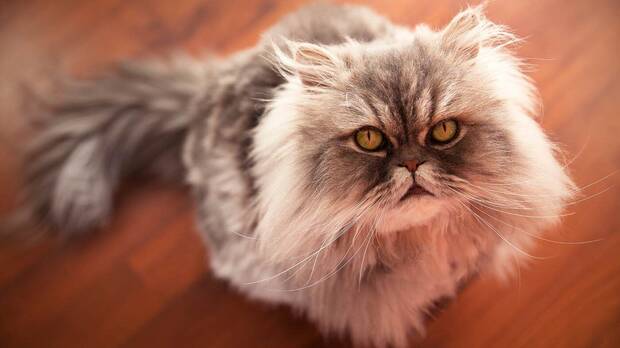 Mejores razas de gato: Persa