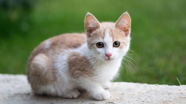 Gato Dom�stico