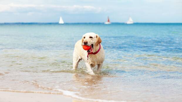 Perro en playa