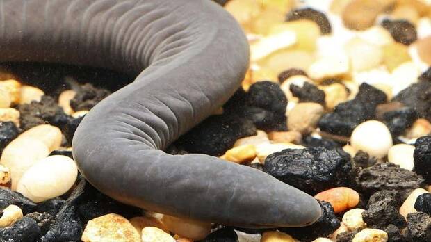La serpiente pene que preocupa en Estados Unidos