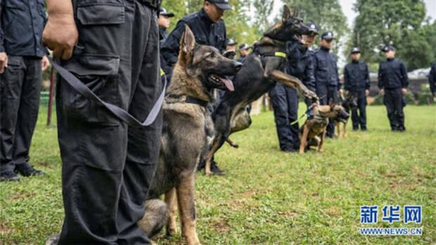 Perros polic�as