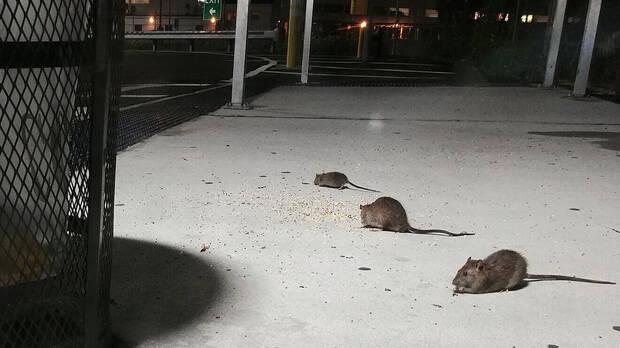 Plaga de ratas en Nueva York