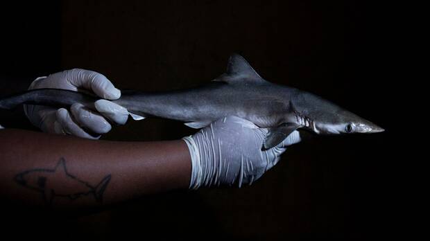 Tiburones