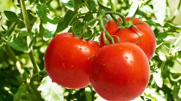 Tomates
