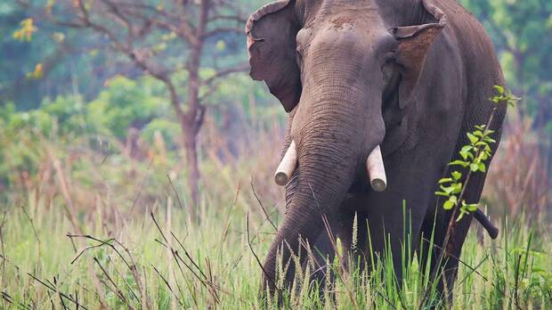 Elefante