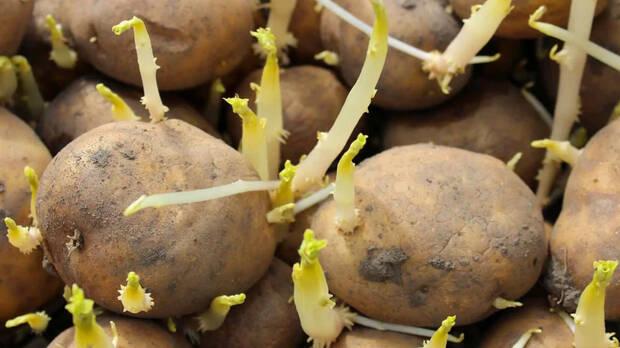 Patatas germinadas