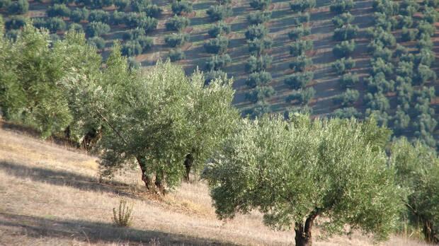 Aceite de oliva
