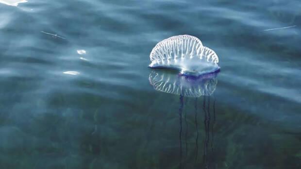 Aspecto de una carabela portuguesa flotando en el mar