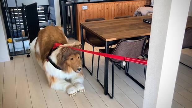 Toco, el japon�s disfrazado de Rough Collie