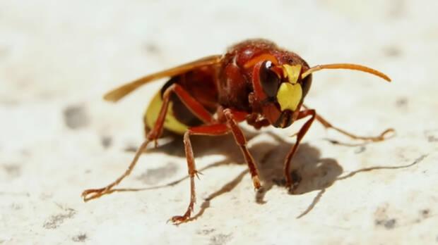 Andaluca y el avispn oriental