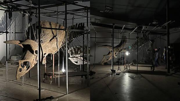 triceratops fósil