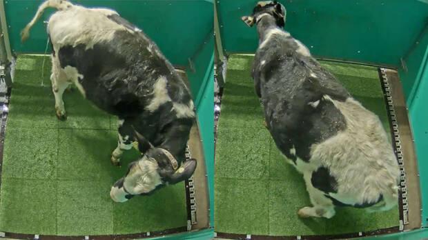 Vaca orinando