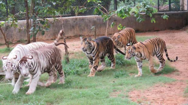 Tigres negros con otros ejemplares
