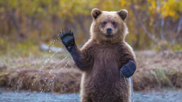 oso grizzly