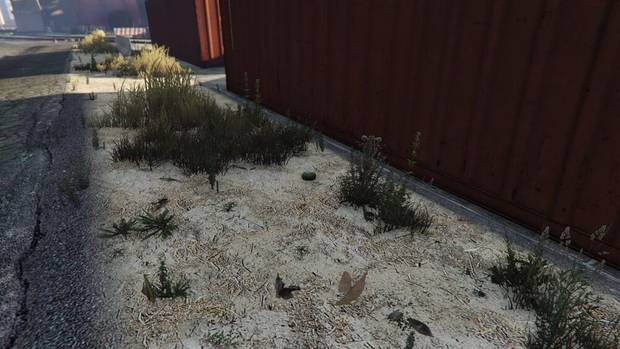 GTA Online - Planta de peyote #26