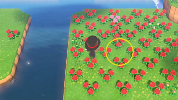 Cómo conseguir rosas negras en Animal Crossing: New Horizons