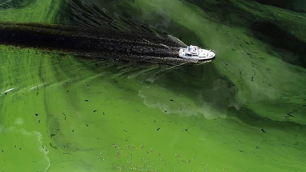 Algas tóxicas en los mares