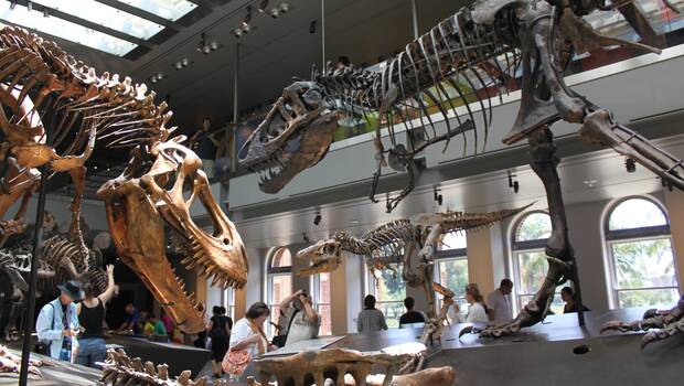 Museo Historia Natural Dinosaurio