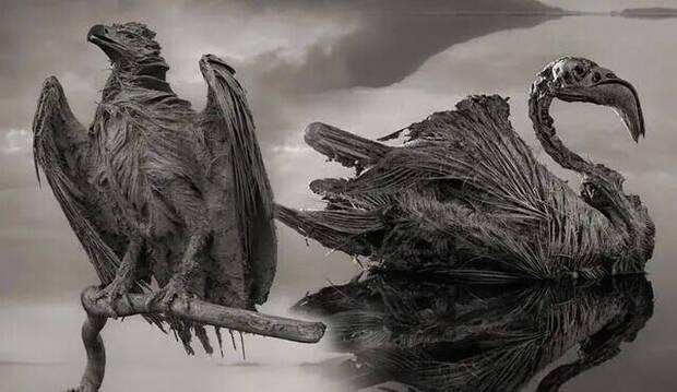 Lago Natron especies fosilizadas (Nick Brandt)