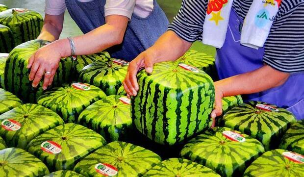 Sandías cuadradas de Japón