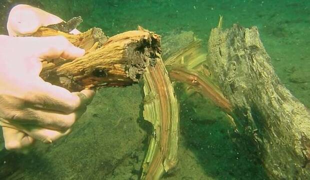 Bosque submarino en el Golfo de M�xico