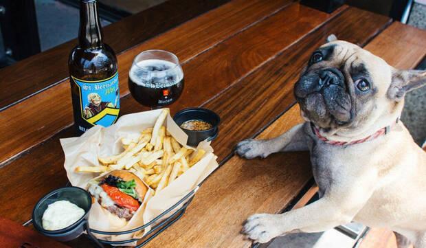 Perro en restaurante