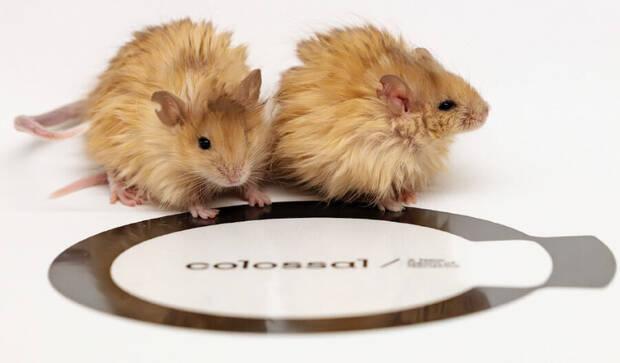 Ratones lanudos de Colossal