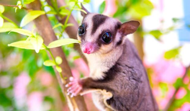 Animales ex�ticos