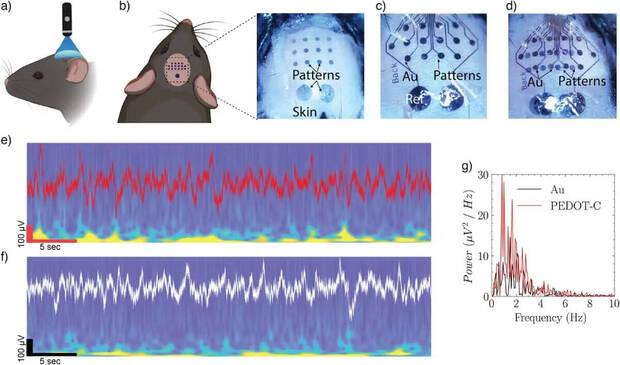 Chips imprimidos en ratones