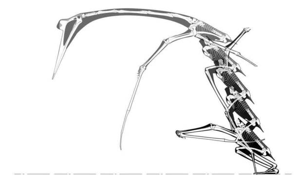 Estudio Huesos Quetzalcoatlus