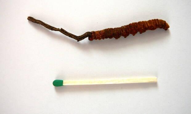 Hongo Cordyceps y su aplicación para el cáncer