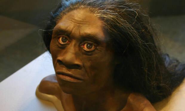 Homo floresiensis