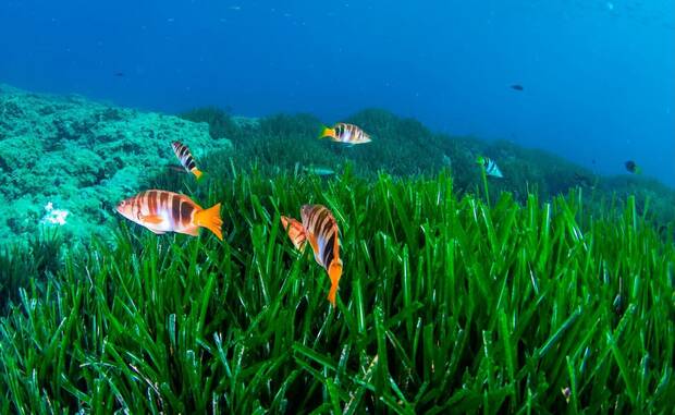 Arrecifes y posidonia