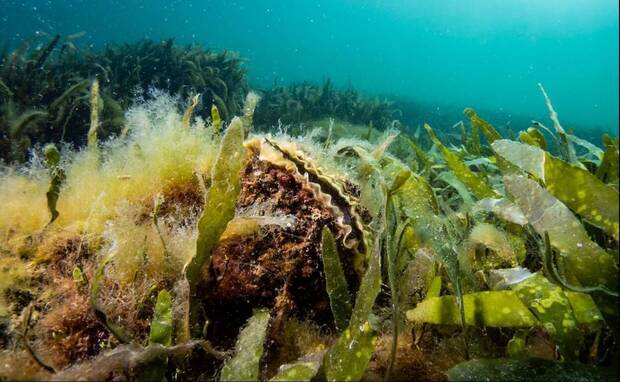Ostras en el Mar Menor de Murcia