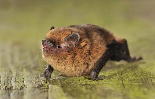 pipistrellus