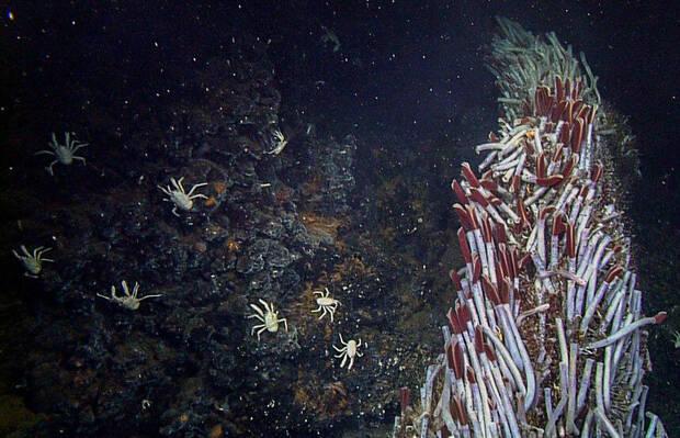 Gusanos gigantes submarinos