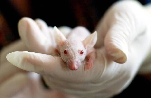 Jap�n y los clones de los ratones